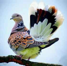 🦋فلسفه دعا 🦋 🦋فلسفه دعا 🦋