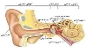  🍀 برای سلامتی گوش🍀